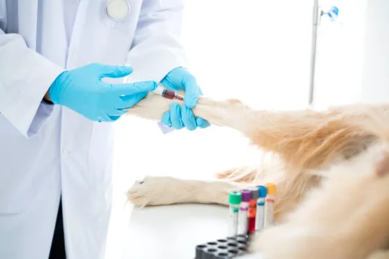 In-House Blood Testing in Veterinary Practices: Equipment and Workflow Guide
